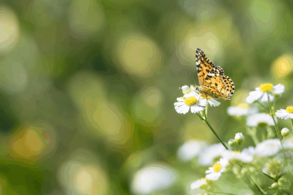 【3分でわかる】生物多様性とは？―私たちの暮らしを支える「自然のつながり」
