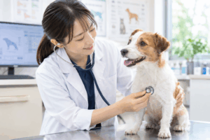 【3分でわかる】ワンヘルスとは？―人・動物・環境の健康を、ひとつながりで考える